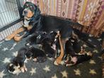 Grote Zwitserse sennenhond pups, België, Particulier, Parvo, Meerdere
