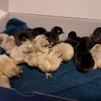 Australorp kriel kuikens., Dieren en Toebehoren, Pluimvee, Geslacht onbekend, Kip