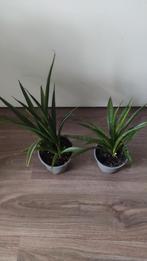 Sanseveria, Ophalen, Halfschaduw, Minder dan 100 cm