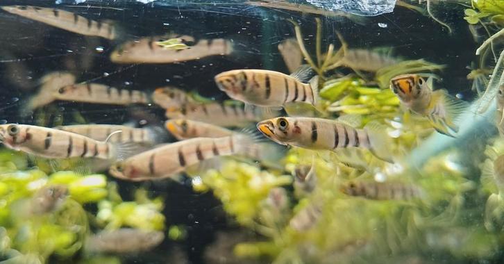 Hobbyaquarium Epiplatys Dageti Zondag 1 maart 12/17uur, Dieren en Toebehoren, Vissen | Aquariumvissen, Zoetwatervis, Vis, Schoolvis