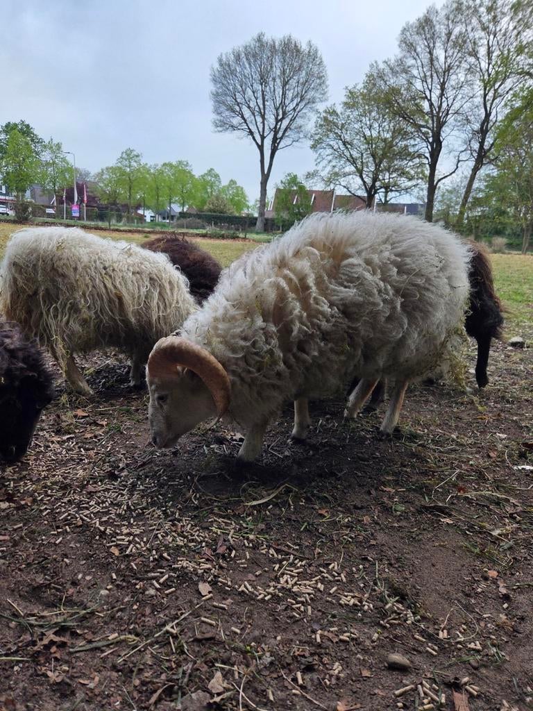 Ouessant schaapje, Dieren en Toebehoren, Mannelijk, Schaap, 0 tot 2 jaar