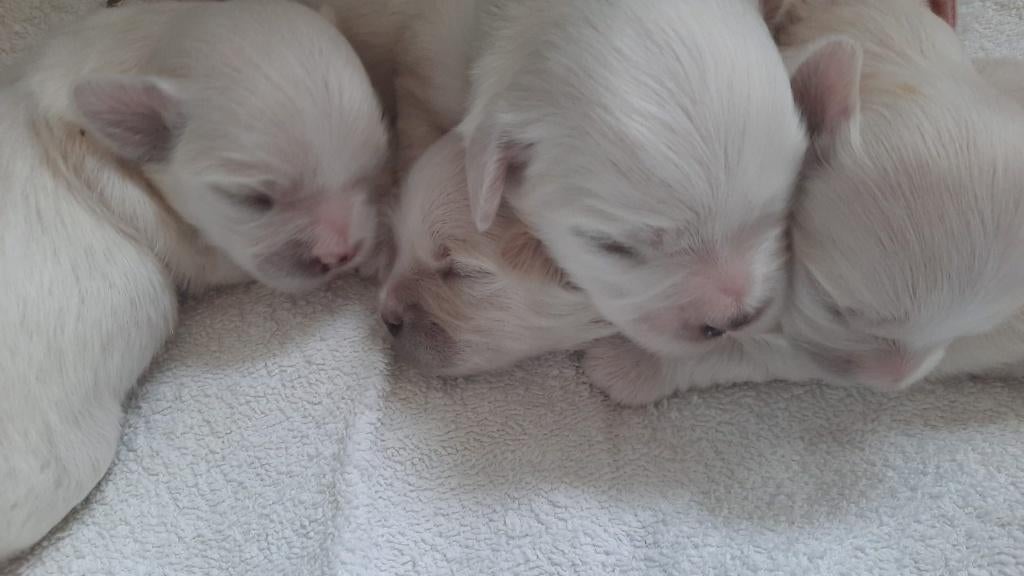 Maltezer pups -thuisnestje- nog 2 reutjes, geboren 30 maart, Maltezer, Parvo, 8 tot 15 weken, Meerdere