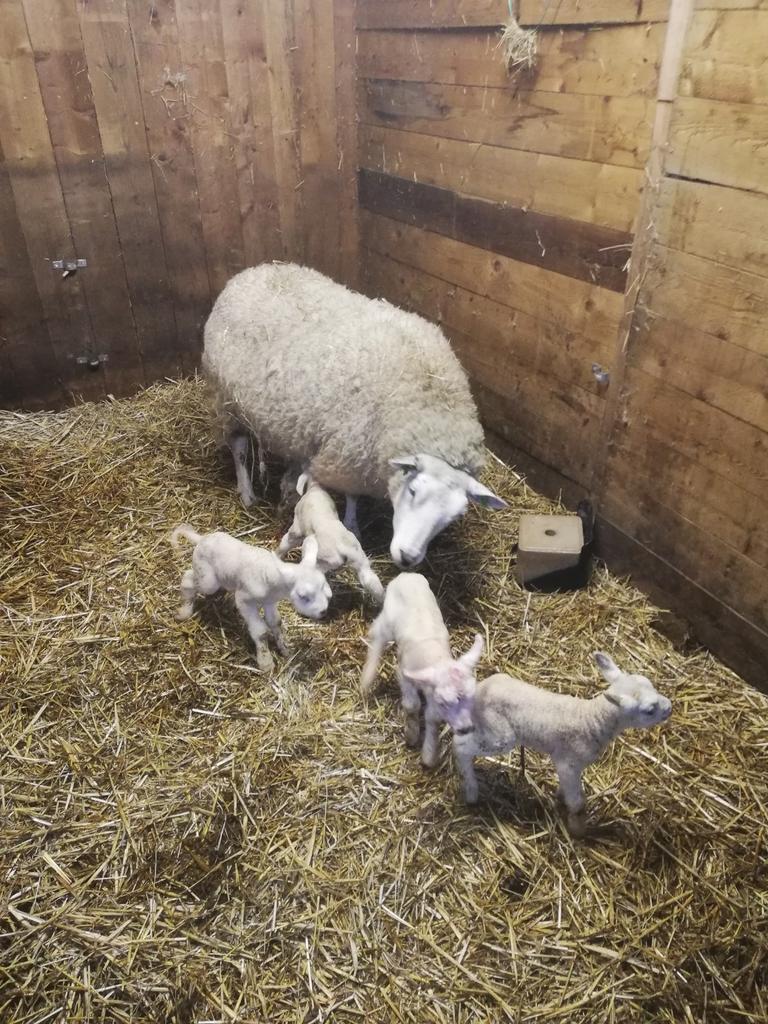 Biest gevraagd, Mannelijk, Geit