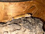 Prachtige Luipaardgekko vrouwtjes, Hagedis, Met terrarium, 0 tot 2 jaar