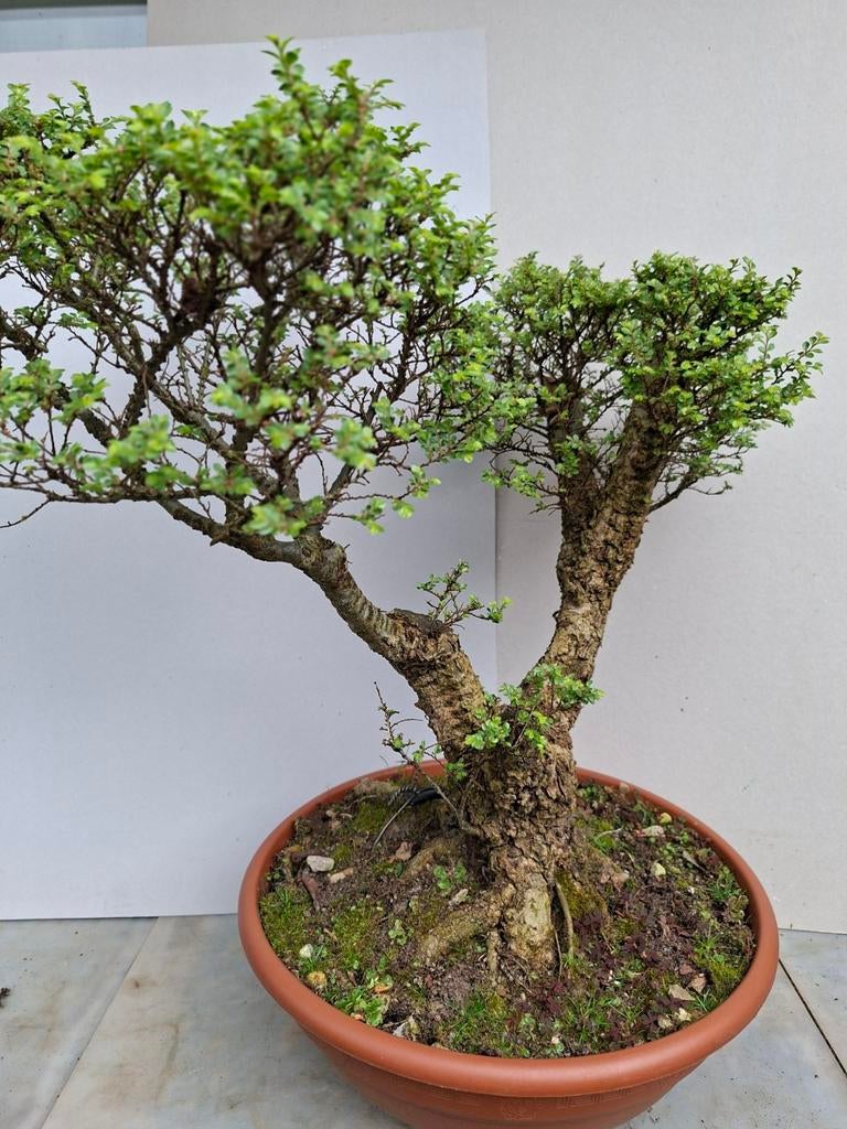 Bonsai, Bloeit niet, Overige soorten, Minder dan 100 cm, Ophalen