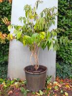 Heptacodium (Zevenzonenboom), Herfst, Overige soorten, 100 tot 250 cm, Ophalen