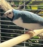 Blauwe gouldamedines man 2025, Dieren en Toebehoren, Vogels | Overige Vogels, Mannelijk, Tropenvogel, Geringd