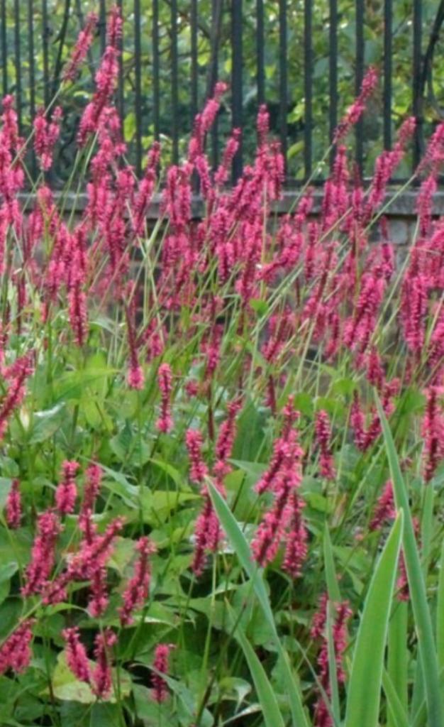 Persicaria, Tuin en Terras, Planten | Tuinplanten, Ophalen, Overige soorten, Volle zon