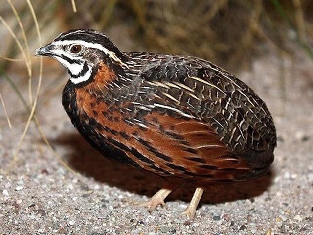 Binnenkort Chinese Dwergkwartel en Harlekijn Kwartel kuikens, Ophalen, Nieuw