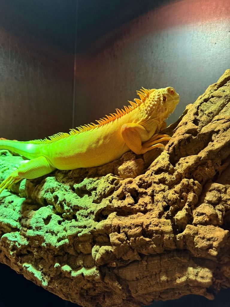 Albino thaise leguaan, Dieren en Toebehoren, 0 tot 2 jaar