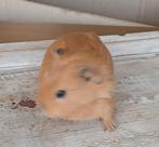 6 jonge cavia's, Dieren en Toebehoren, Februari, Meerdere dieren, Cavia