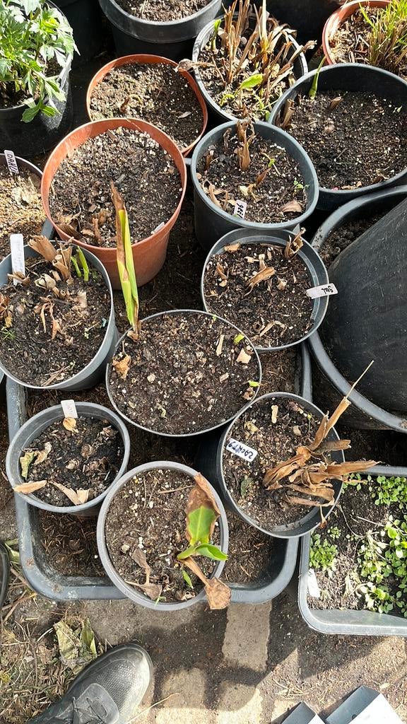 Diverse Canna soorten en kleuren, Ophalen, Overige soorten, Halfschaduw