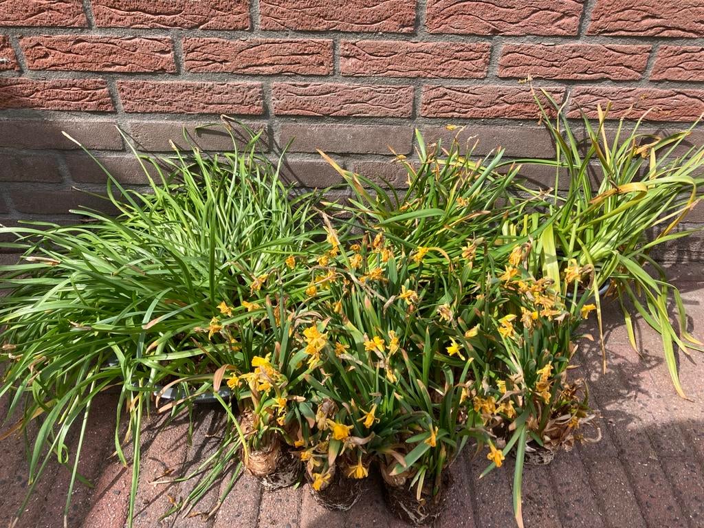 BLOEMBOLLEN NARCISSEN t.e.a.b, Tuin en Terras, Ophalen