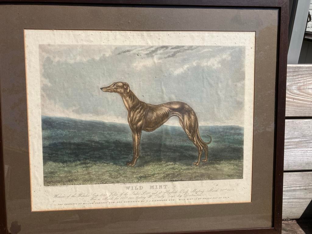 Antieke Gravure 'Wild Mint' Windhond, 1888, Ingelijst, Handgekleurd, 1800 - 1899, Ophalen of Verzenden, Gravure