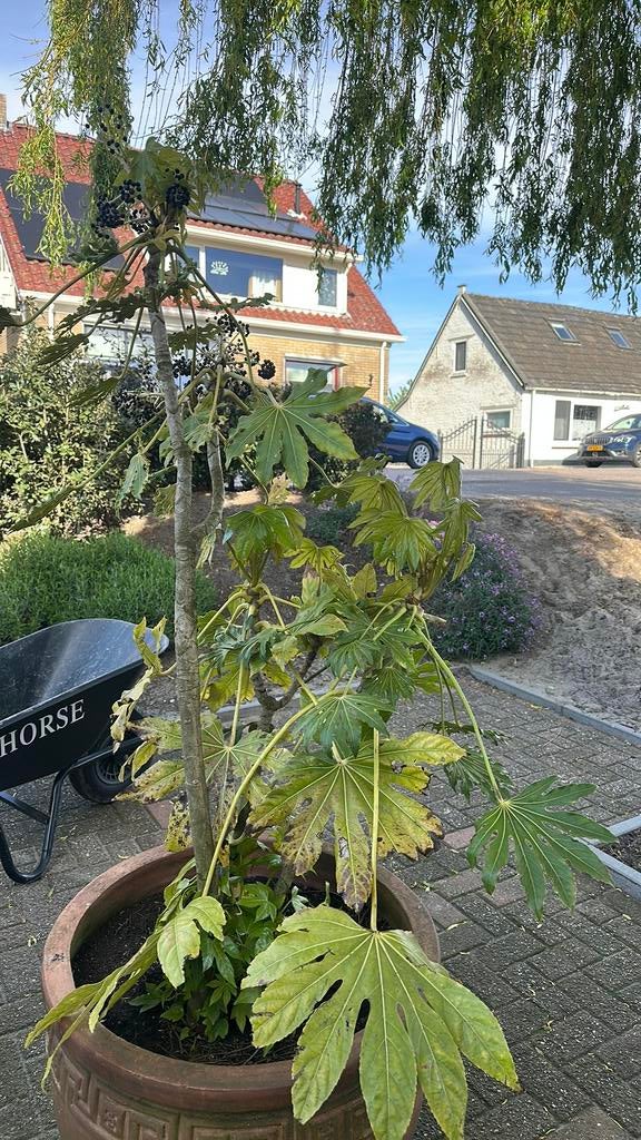Grote vingerplant (Fatsia Japonica), Tuin en Terras, Ophalen, Bloeit niet, Halfschaduw, Overige soorten