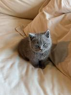 Britse korthaar kittens, Poes, Ontwormd