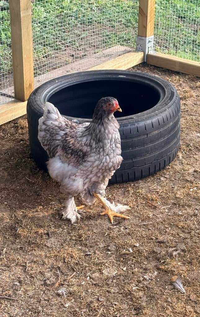 Brahma kip te koop, Dieren en Toebehoren, Pluimvee, Vrouwelijk, Kip