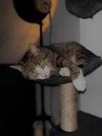 Kat te koop, Dieren en Toebehoren, Katten en Kittens | Overige Katten, Kater, Kortharig, 0 tot 2 jaar