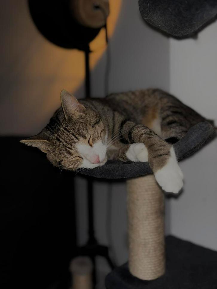 Kat te koop, Dieren en Toebehoren, Katten en Kittens | Overige Katten, Kortharig, Kater, 0 tot 2 jaar