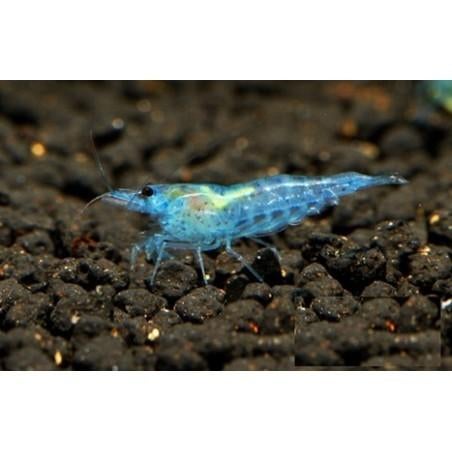 Blue Jelly Neocaridina Garnalen, Dieren en Toebehoren, Kreeft, Krab of Garnaal