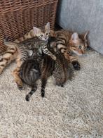 Kitten meisje STAMBOOM bengaal high quality, Dieren en Toebehoren, Katten en Kittens | Raskatten | Korthaar, Poes, Met stamboom