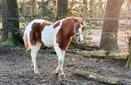 Enter hengst , sterke bonte sport pony. Wordt rond de 150,cm, Hengst