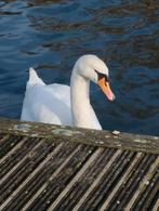 Gratis massage, Ophalen