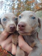 Dwerg/ kleine standaard teckels, Dieren en Toebehoren, 8 tot 15 weken, Korthaar, Dwerg, CDV (hondenziekte)
