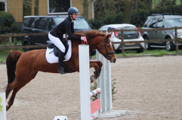 New Forest D pony,  5 jarige merrie, Dieren en Toebehoren, Pony's, Merrie, B, D pony (1.37m tot 1.48m), Dressuurpony, 3 tot 6 jaar