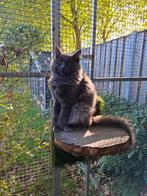 Mooie mainecoon kittens, Meerdere dieren, Gechipt