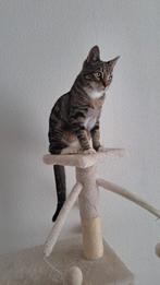 Kitten, Ophalen of Verzenden, Zo goed als nieuw