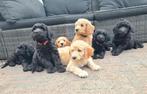 Donkere Goldendoodle/Labradoodle reutjes, Dieren en Toebehoren, Honden | Niet-rashonden, Reu, CDV (hondenziekte), 8 tot 15 weken