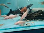 Albino Kwi Kwi meervallen, Hoplosternum Thoracatum Albino, Dieren en Toebehoren, Vissen | Aquariumvissen, Vis, Zoetwatervis