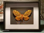 prachtige vlinders in lijst, Vlinders of Rupsen