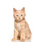 (Gezocht!) opzoek naar een lieve rode (kater) kitten!, Kater