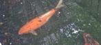 Koi karpers, Dieren en Toebehoren, Vissen | Vijvervissen, Karper of Koi