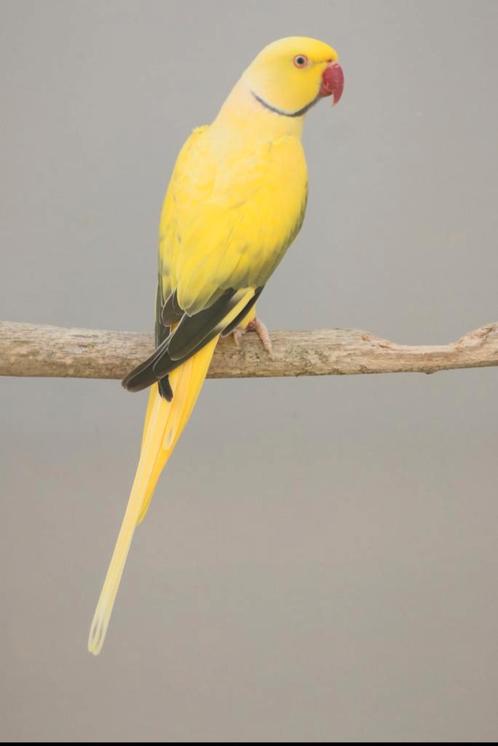 Halsbandparkiet Opaline Bleekstaart Olijf man 2017, Dieren en Toebehoren, Vogels | Parkieten en Papegaaien, Parkiet, Mannelijk