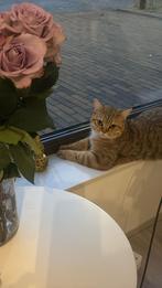 Britse korthaar kitten te koop, Dieren en Toebehoren, Katten en Kittens | Raskatten | Korthaar, Kater, Gechipt, 0 tot 2 jaar