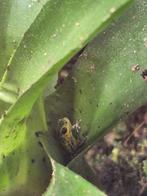 Oophaga pumilio punta laurent 0.0.2, Dieren en Toebehoren, Reptielen en Amfibieën, 0 tot 2 jaar