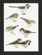 Kwikstaart Roodborstje Ringmus Huismus Goudhaantje Fitis., Ophalen of Verzenden, 1980 tot heden, Ongelopen, Vogel