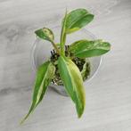 Philodendron Domesticum variegata plant, Overige soorten, Minder dan 100 cm, Ophalen of Verzenden, Halfschaduw
