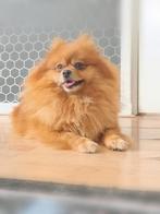 Energiek Pomeranian hondje – Tweety, 3 jaar oud zoekt een, Dieren en Toebehoren, Honden | Niet-rashonden, 1 tot 2 jaar, Teef, Eén hond