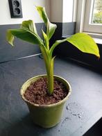 Stek van bananenplant, Huis en Inrichting, Kamerplanten, Ophalen of Verzenden, Halfschaduw, Minder dan 100 cm