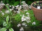 sedum album, Ophalen, Zomer, Overige soorten, Volle zon