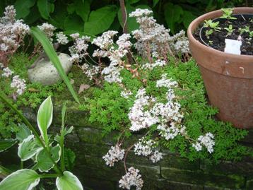 sedum album beschikbaar voor biedingen