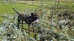 Knotwilg takken voor de paarden GRATIS, Ophalen, Volle zon, Overige soorten, Minder dan 100 cm