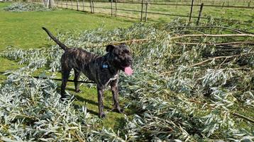 Knotwilg takken voor de paarden GRATIS  beschikbaar voor biedingen