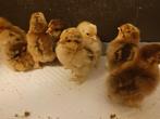 Cochin kriel kuikens, Dieren en Toebehoren, Pluimvee, Meerdere dieren, Kip