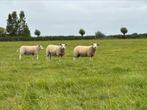 Koppel ooilammeren, zwoegervrij en ARR/ARR, Dieren en Toebehoren, Schapen, Geiten en Varkens, Meerdere dieren, Schaap