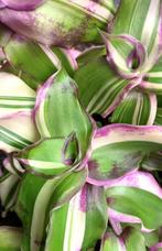 Callisia Soconuscensis Variegata stekjes, Huis en Inrichting, Kamerplanten, Overige soorten, Minder dan 100 cm, Ophalen of Verzenden